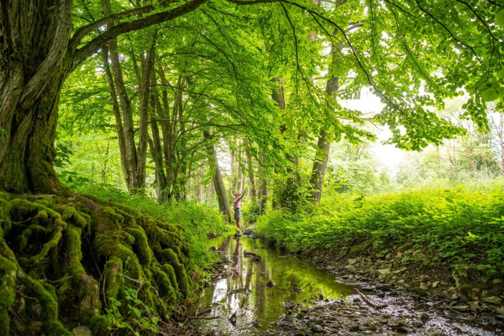 Horn-Bad Meinberg Silvaticum